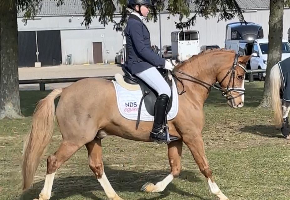 Pompoms nye start 🐴❤️🐴